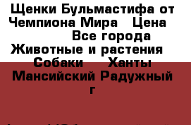 Щенки Бульмастифа от Чемпиона Мира › Цена ­ 1 000 - Все города Животные и растения » Собаки   . Ханты-Мансийский,Радужный г.